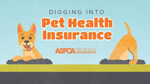 Pet Health Insurance A Paw-sitively Essential Investment