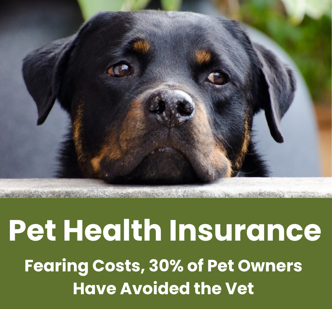 Pet Insurance for Your Pooch A Guide to Protecting Your Furry Friend